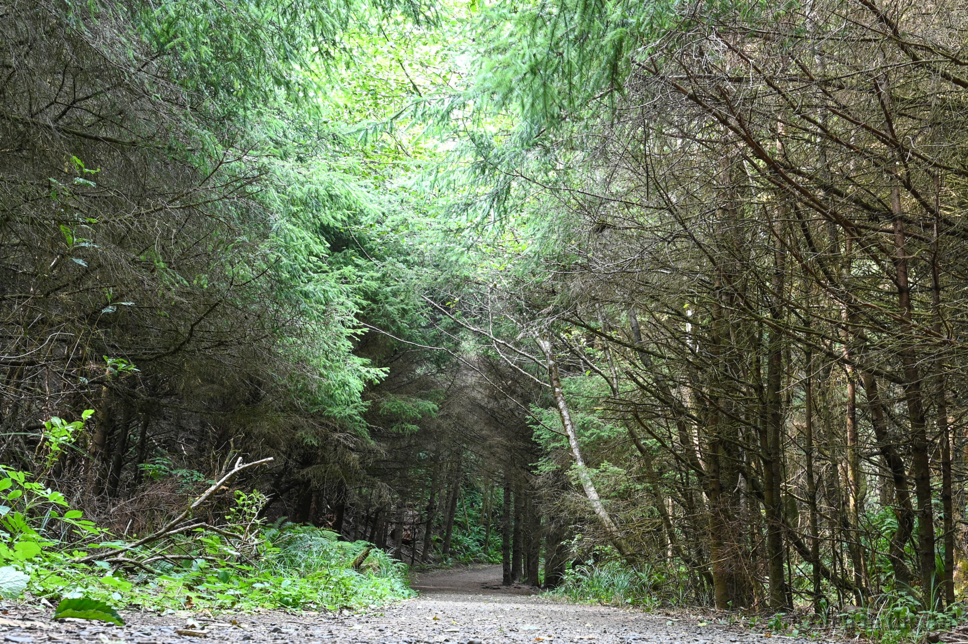 Clatsop Loop Trail, Ecola State Park